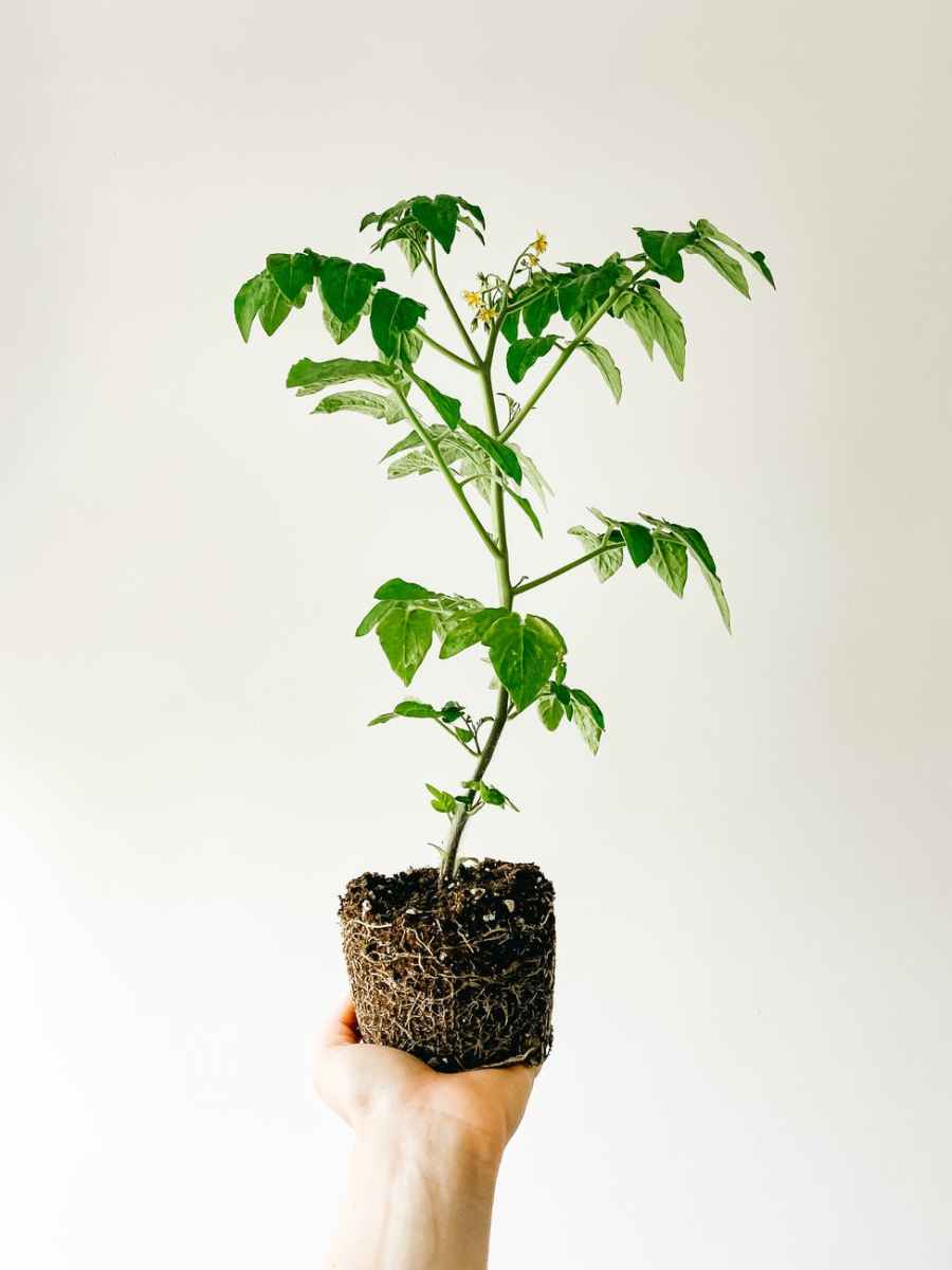 crop person holding pot with green plant in hand